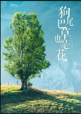 狗尾巴草也是花封面图