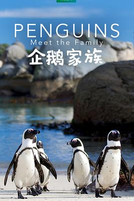 企鹅家族封面图