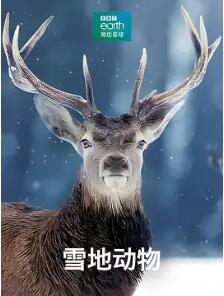 雪地动物封面图