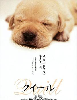 导盲犬小Q封面图