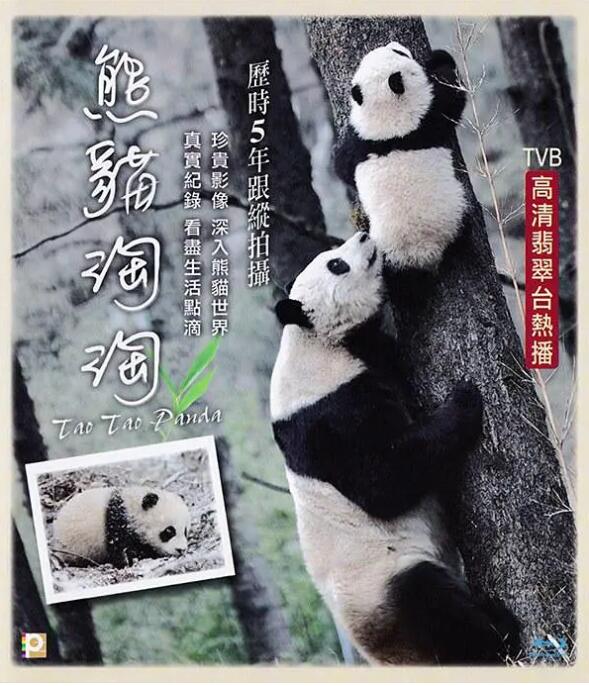 熊猫淘淘封面图